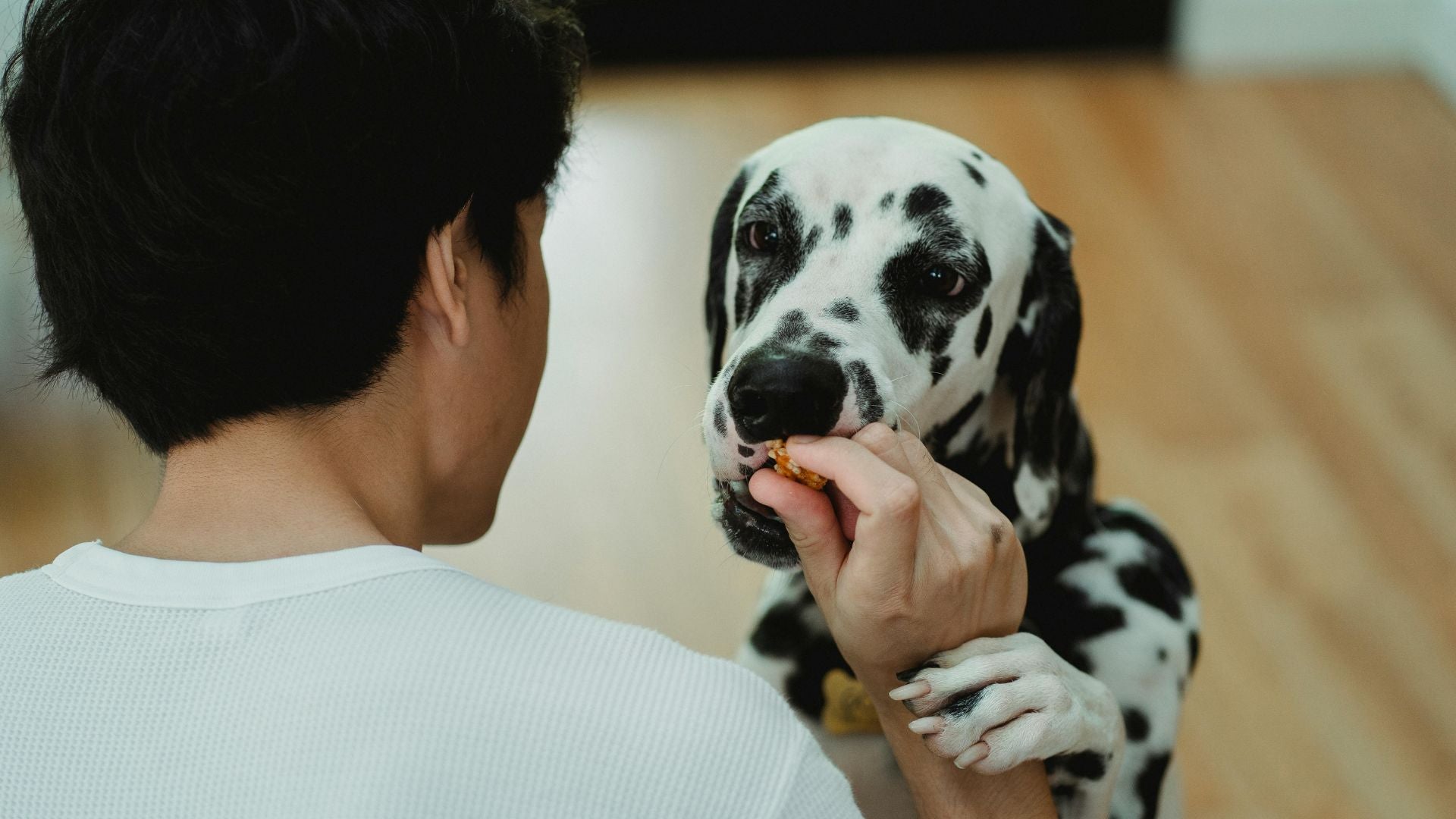 Healthy Dogs