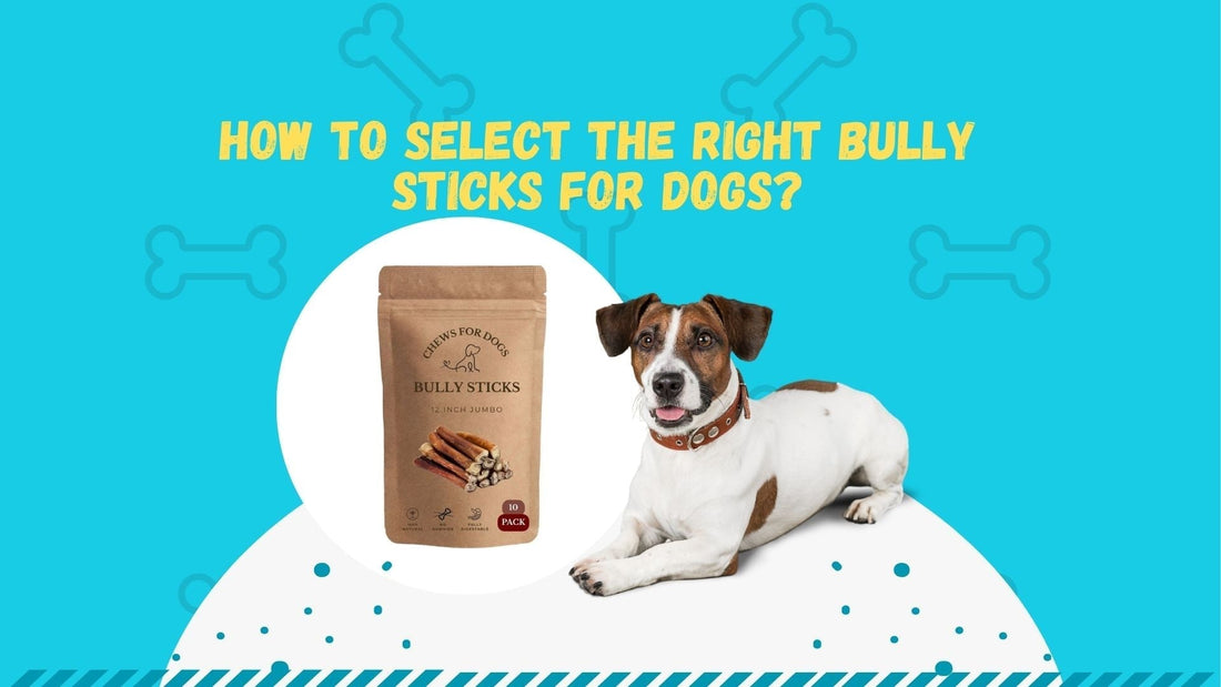 How to Select the Right Bully Sticks for Dogs: 7 Must-Know Health Tips