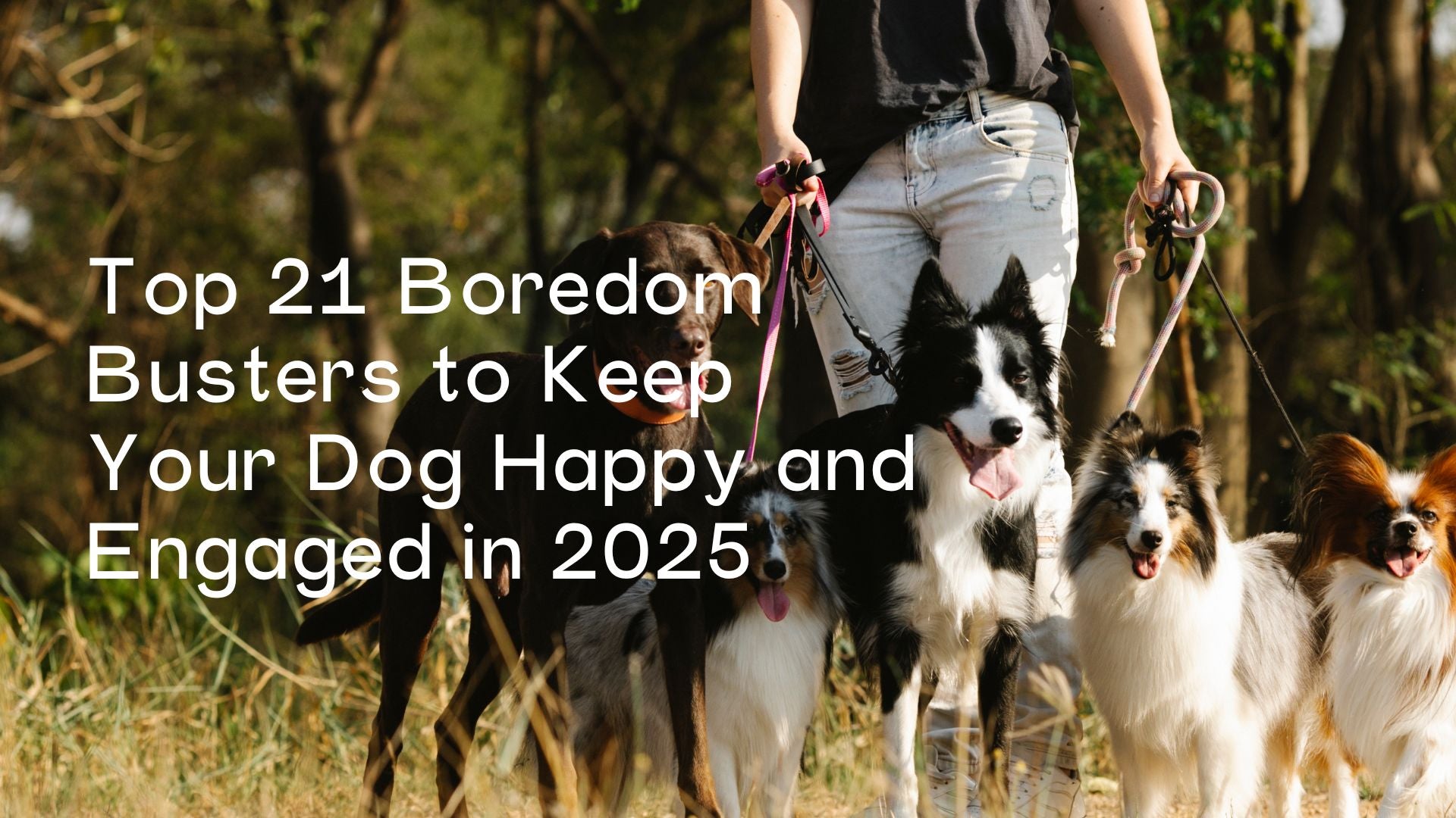 Top 21 Boredom Busters to Keep Your Dog Happy and Engaged in 2025