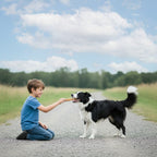 6 Inch Jumbo Bully Sticks