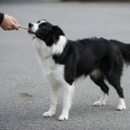 6 Inch Thin Bully Sticks