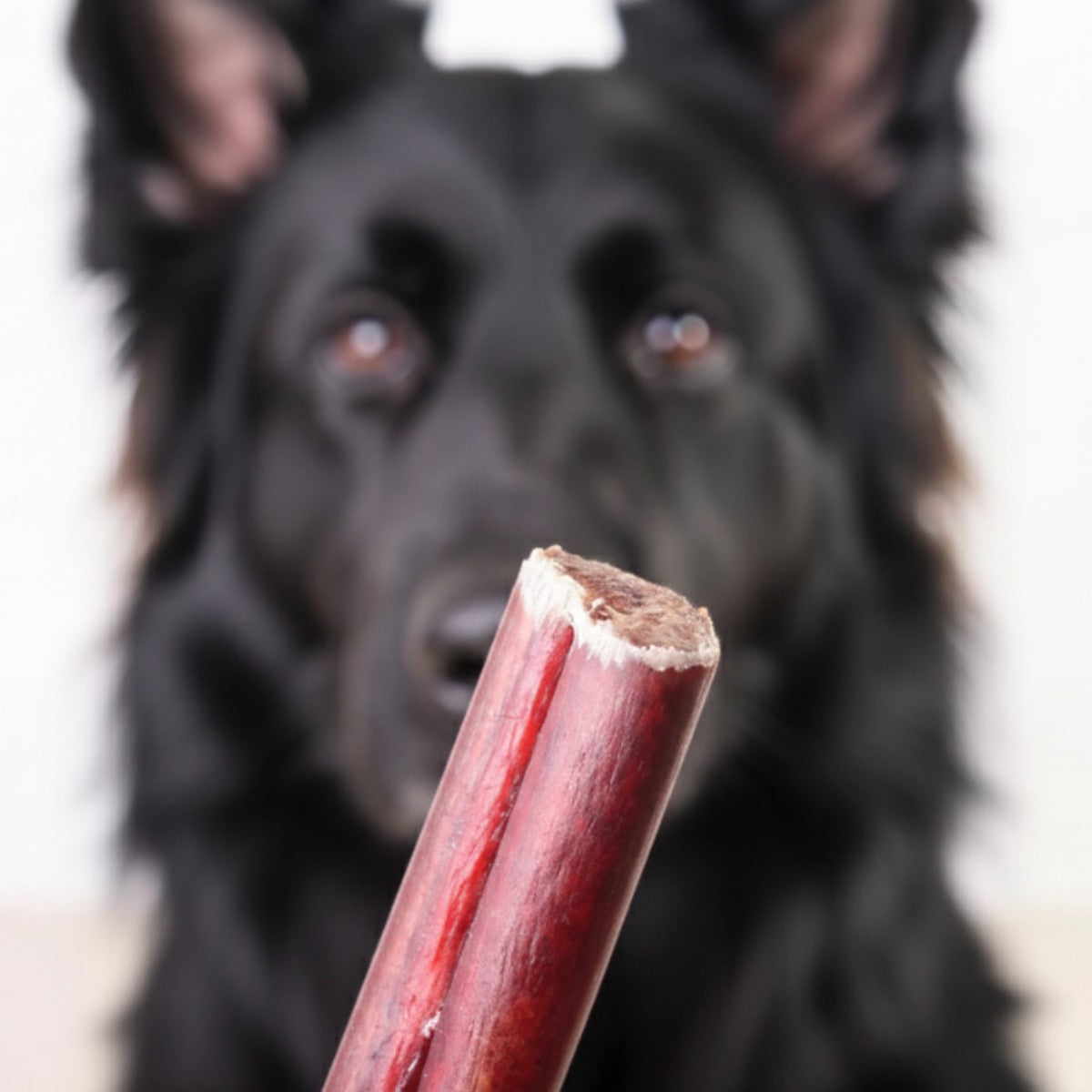 12 Inch Jumbo Bully Sticks