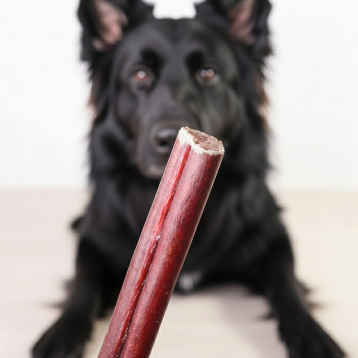 6 Inch Jumbo Bully Sticks